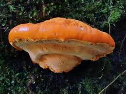 Attēlu rezultāti vaicājumam “Hapalopilus croceus”