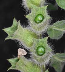 Attēlu rezultāti vaicājumam “Hyoscyamus niger fruit”