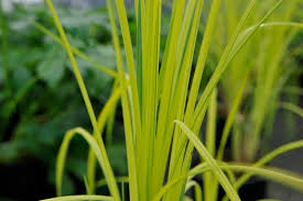 Attēlu rezultāti vaicājumam “Carex elata flower”