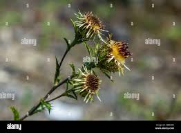 Attēlu rezultāti vaicājumam “Carlina biebersteinii leaf”