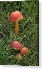 Attēlu rezultāti vaicājumam “Hygrocybe sp.”