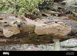 Attēlu rezultāti vaicājumam “Phellinus nigrolimitatus”