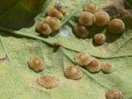 Attēlu rezultāti vaicājumam “Neuroterus quercusbaccarum”