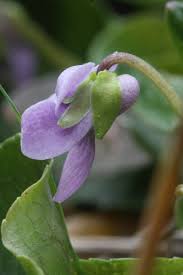 Attēlu rezultāti vaicājumam “Viola palustris”