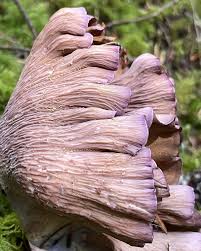 Attēlu rezultāti vaicājumam “Gomphus clavatus”