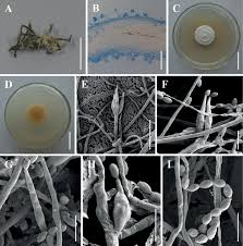 Attēlu rezultāti vaicājumam “Akanthomyces aculeatus”