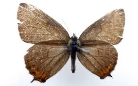 Attēlu rezultāti vaicājumam “Satyrium pruni”