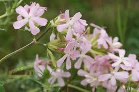 Attēlu rezultāti vaicājumam “Saponaria officinalis flower”