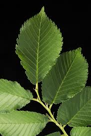 Attēlu rezultāti vaicājumam “Ulmus x hollandica leaf”