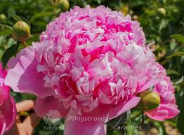 Image result for Pfingstrose