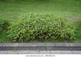 Attēlu rezultāti vaicājumam “Symphoricarpos x chenaultii”