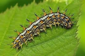 Attēlu rezultāti vaicājumam “Brenthis daphne”