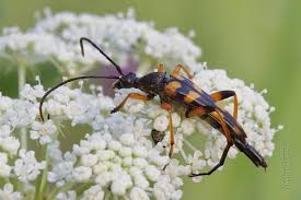 Attēlu rezultāti vaicājumam “Strangalia attenuata”