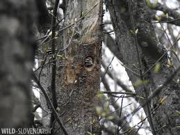 Attēlu rezultāti vaicājumam “Dendrocopos leucotos male”