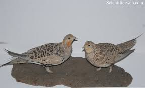 Image result for Syrrhaptes paradoxus