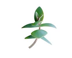 Attēlu rezultāti vaicājumam “Hylotelephium telephium leaf”