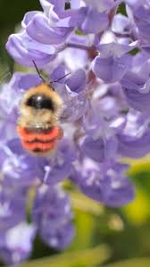 Attēlu rezultāti vaicājumam “Exoprosopa capucina”