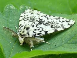 Attēlu rezultāti vaicājumam “Lymantria monacha”