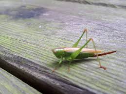 Attēlu rezultāti vaicājumam “Paramesus obtusifrons”