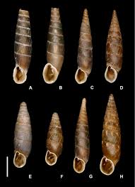 Attēlu rezultāti vaicājumam “Clausiliidae”