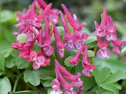 Attēlu rezultāti vaicājumam “Corydalis solida”