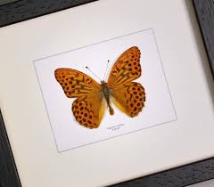 Attēlu rezultāti vaicājumam “Argynnis laodice male”