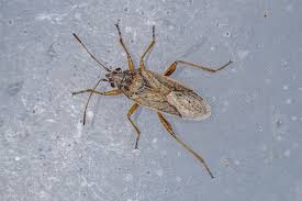 Attēlu rezultāti vaicājumam “Lygaeidae”