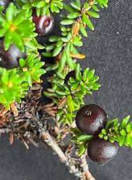 Attēlu rezultāti vaicājumam “Empetraceae”