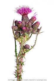Attēlu rezultāti vaicājumam “Cirsium palustre flower”
