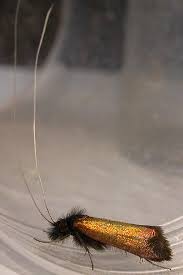 Attēlu rezultāti vaicājumam “Adela cuprella”