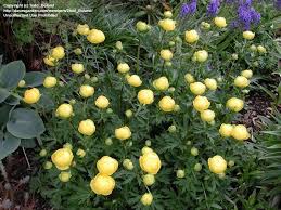 Attēlu rezultāti vaicājumam “Trollius europaeus fruit”