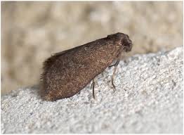 Attēlu rezultāti vaicājumam “Psyche casta”