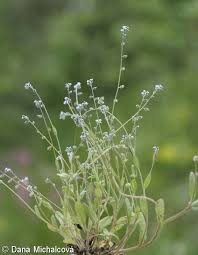 Attēlu rezultāti vaicājumam “Myosotis ramosissima flower”