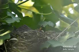 Attēlu rezultāti vaicājumam “Turdus merula nest”