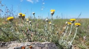 Image result for Artemisia gmelinii