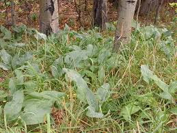 Attēlu rezultāti vaicājumam “Cynoglossum officinale leaf”