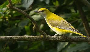 Attēlu rezultāti vaicājumam “Oriolus oriolus female”