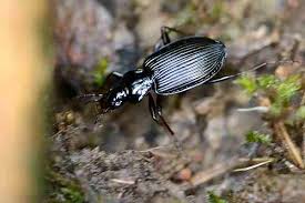 Attēlu rezultāti vaicājumam “Pterostichus quadrifoveolatus”