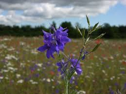 Image result for Consolida regalis