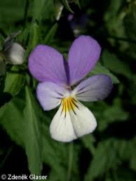 Attēlu rezultāti vaicājumam “Viola tricolor subsp. matutina”