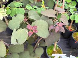 Attēlu rezultāti vaicājumam “Cercidiphyllum japonicum flower”
