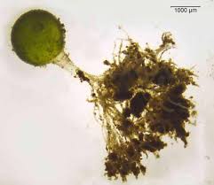 Attēlu rezultāti vaicājumam “Lycogala botrydium plasmodium”