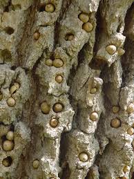 Attēlu rezultāti vaicājumam “Reticularia lobata young”