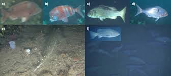 Image result for Polysteganus undulosus