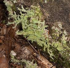 Attēlu rezultāti vaicājumam “Cladonia squamosa”