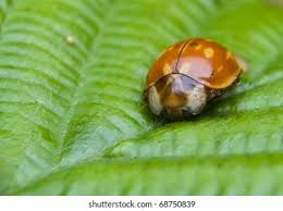 Attēlu rezultāti vaicājumam “Myzia oblongoguttata”