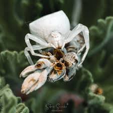 Attēlu rezultāti vaicājumam “Thomisidae”