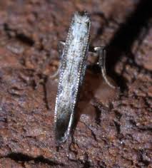 Attēlu rezultāti vaicājumam “Parornix anglicella”