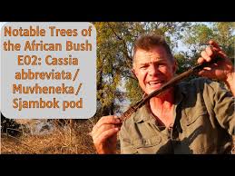 Attēlu rezultāti vaicājumam “Sacchiphantes abietis exuvia”