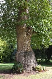 Attēlu rezultāti vaicājumam “Aesculus flava”